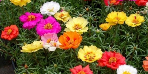 Portulak koji raste iz sjemena - kada saditi